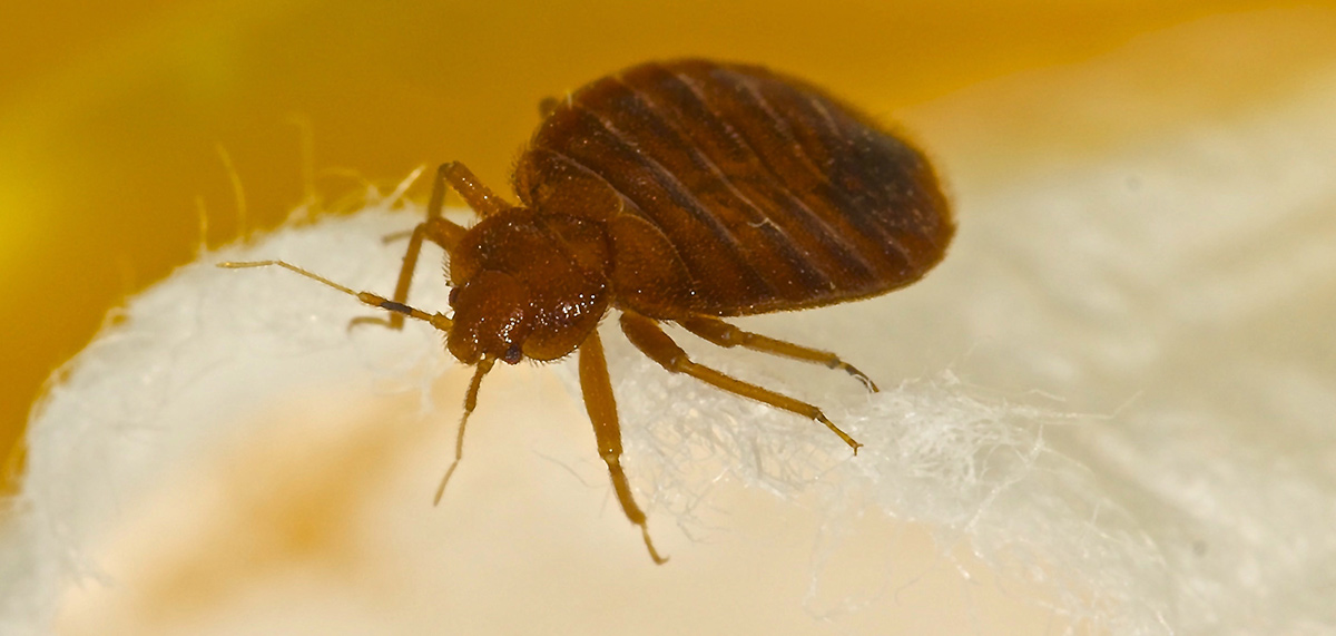 Bed bug on a sheet insect news PPC Online pest control news